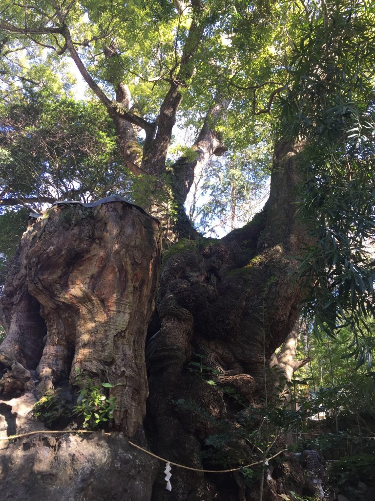 来宮神社、大楠の木