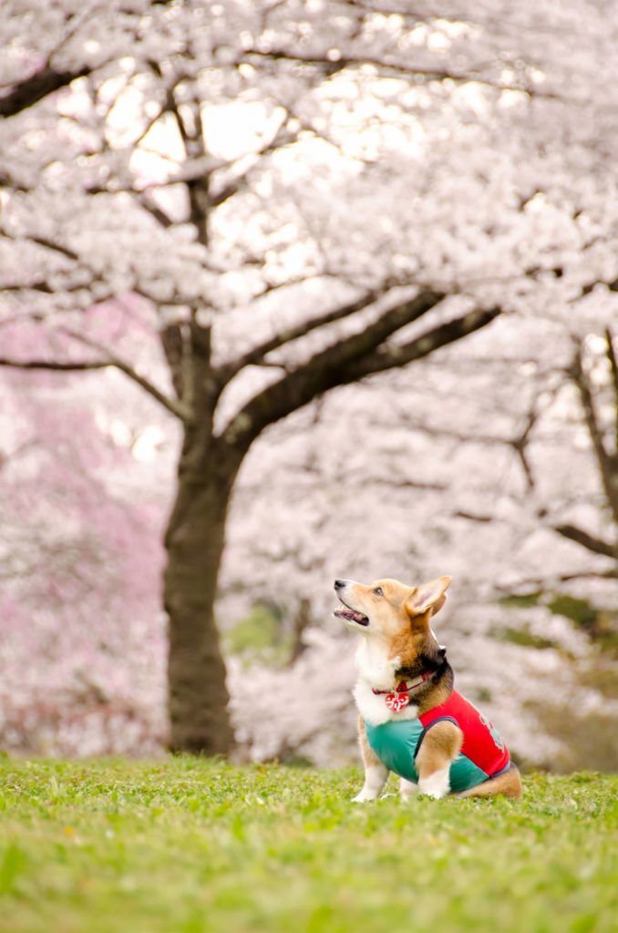 桜　お花見